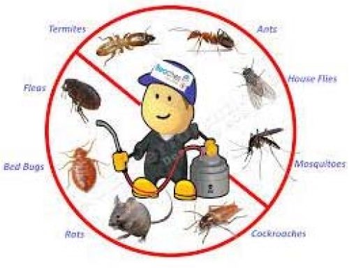 Termite Pheromones – Termite Pest Removal